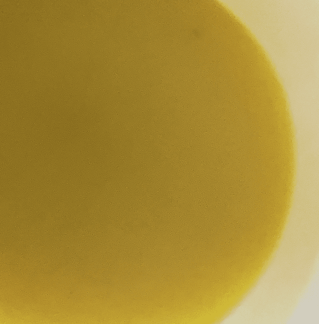 Close-up van de gele balsem Bee Wonder